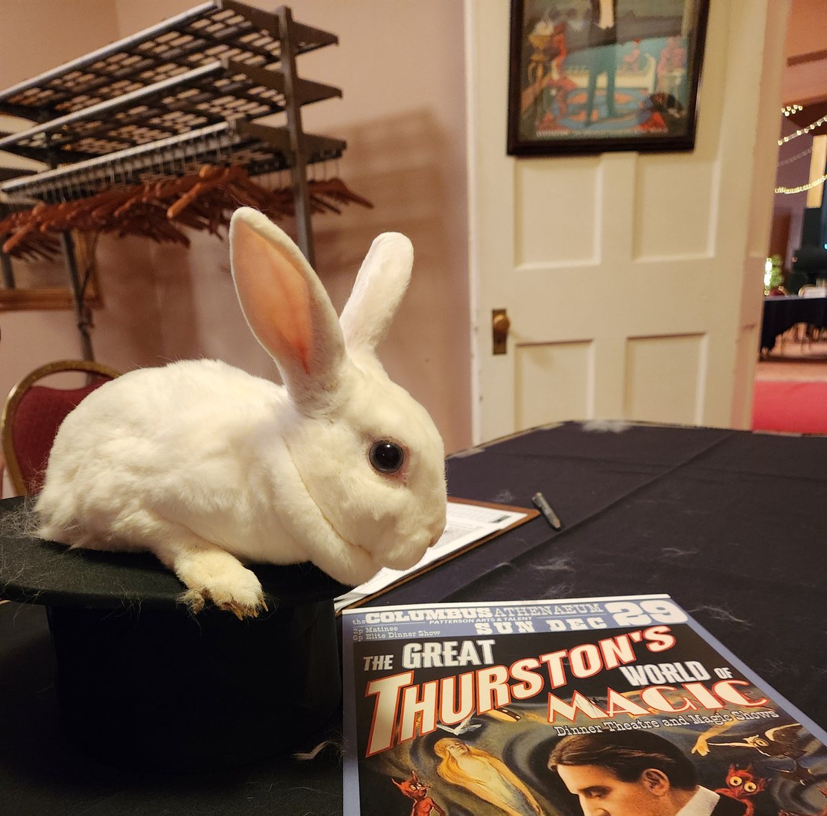 A live white rabbit sitting on top of a magician's top hat beside a vintage Thurston magic poster